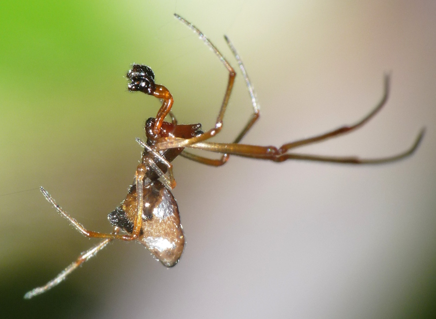 Argyrodes argyrodes